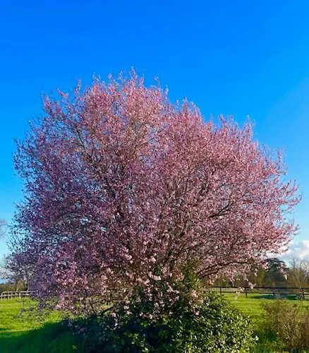 Grand Mainguet Saint-Lambert-la-Potherie